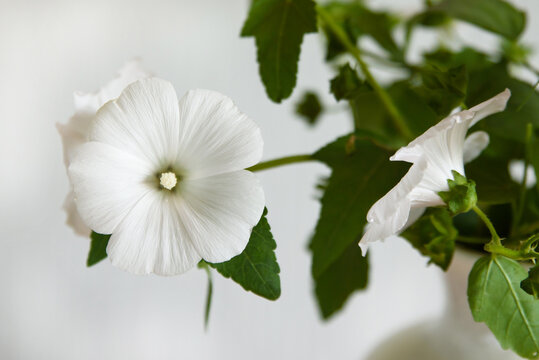 A white lavatera flower in a white vase is highlighted on a white background in close-up.
