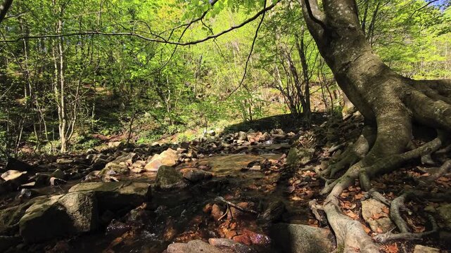 Shallow forest stream with rocks and exposed tree roots under green canopy