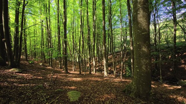 Sunlit forest with tall straight trunks and leaf covered ground