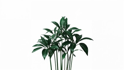 Fototapeta premium Studio Photography of a Vibrant Green Tropical Houseplant With Slender Stems and Glossy Rounded Leaves on Pure White Background 