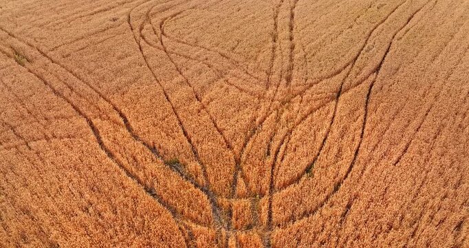 Aerial view of tractor tire tracks in golden wheat fields during harvest season 