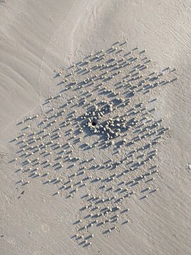 Radial Pattern of Sand Pellets Around a Sand Bubbler Crab Burrow on a Wet Tropical Beach