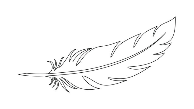 a single feather line drawing.