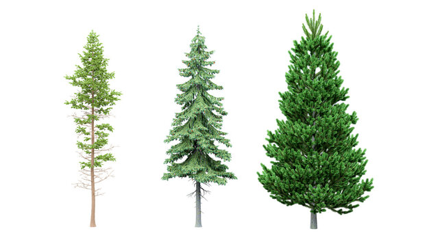 Three isolated evergreen conifer trees on transparent background for architectural landscape design render projects.