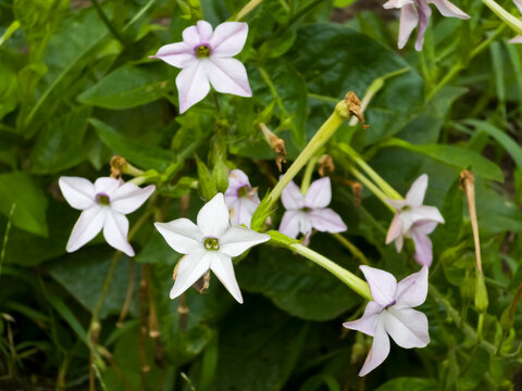 Horizontal close-up shot of flowering tobacco (Nicotiana alata) star-shaped white and light purple flowers blooming in a cluster with green stems and leaves in natural summer daylight.