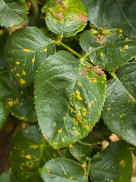 Close-up of rose leaves (Rosa) showing yellow spots and chlorotic lesions caused by rose rust (Phragmidium mucronatum) fungal infection.