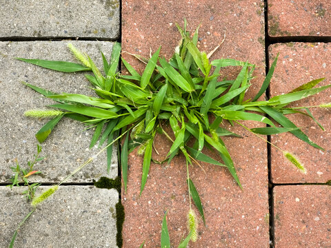 Green foxtail grass (Setaria viridis) growing out from between brick pavers on a walkway outdoors.