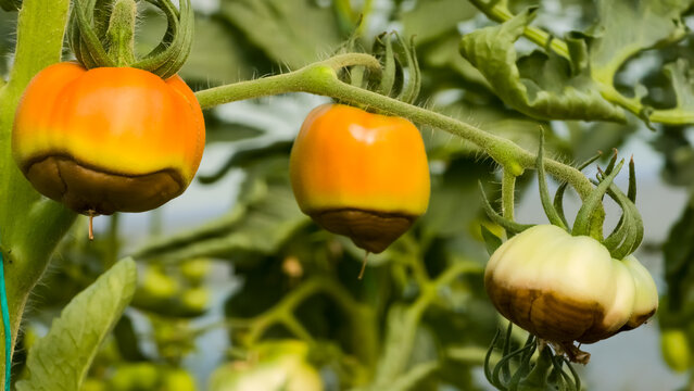 Close-up of ripening tomatoes affected by blossom end rot showing dark sunken lesions at the bottom of fruits on a green vine.
