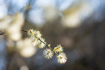 willow in spring © Тетяна