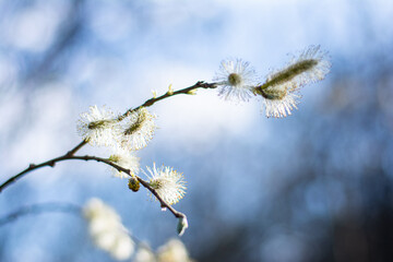 branch of a willow © Тетяна