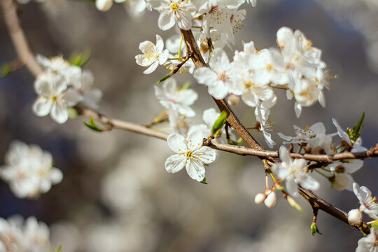 cherry tree flowers blosom