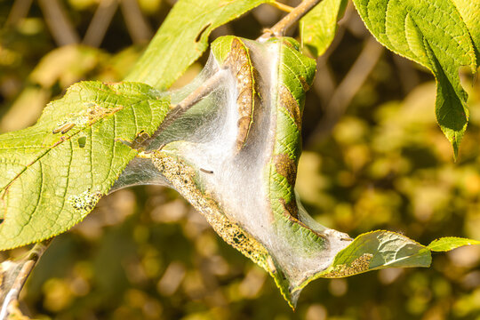 Tent caterpillar infestation on green leaves with silk webbing and feeding damage under bright sunlight
