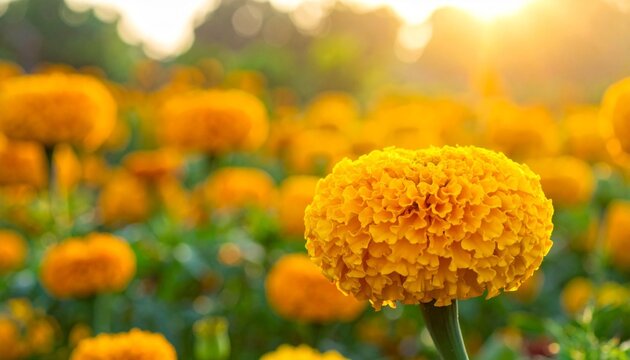 Vibrant yellow flowers in sunlight