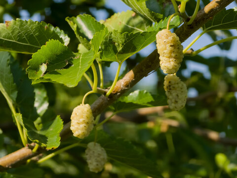 Close-up of ripe white mulberry fruits (Morus alba) hanging from a tree branch surrounded by green leaves under bright sunlight.