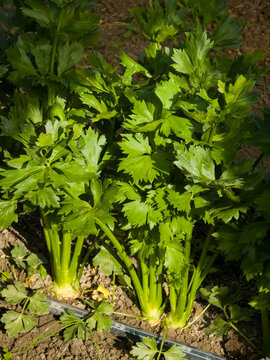 Lush green celeriac plant (Apium graveolens var. rapaceum) with healthy serrated leaves growing in garden soil with drip irrigation.