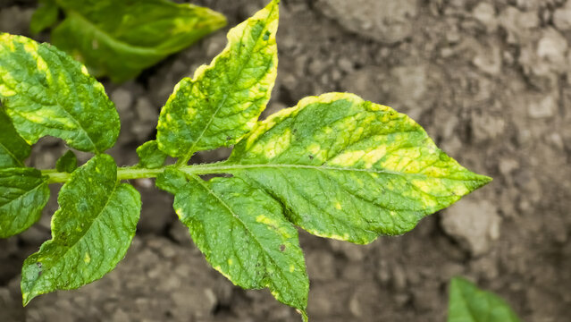 Potato plant leaves exhibiting severe yellowing and mottling, indicative of a mosaic viral infection, most likely caused by Potato Virus Y (PVY)