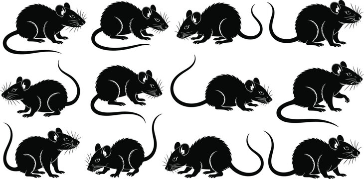 rat, silhouette, set, collection, rodents, black, vector, illustration, animal, wildlife, isolated, design, engraved, vintage, pest, mouse, decorative, clipart, bundle