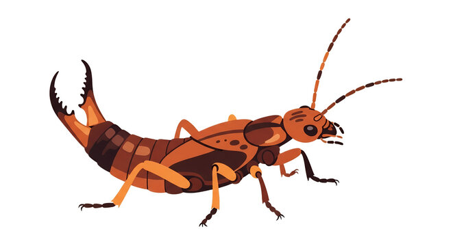 Detailed Vector Illustration of an Earwig Insect Isolated on White Background