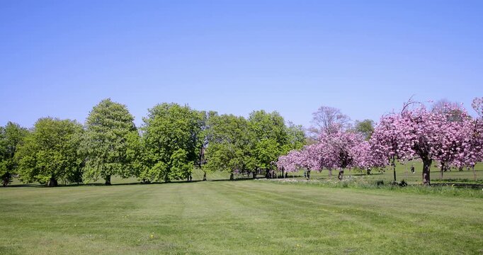 Footage of the cherry blossom trees lining a green park in Harrogate North Yorkshire UK with colourful spring flowers and open grass space in a calm residential setting with a clear blue sky in spring