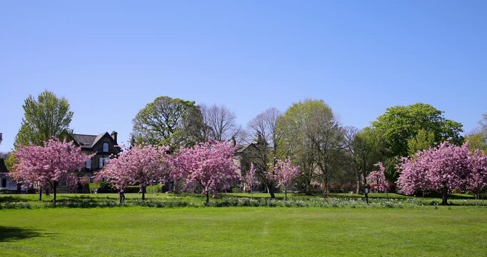 Footage of the cherry blossom trees lining a green park in Harrogate North Yorkshire UK with colourful spring flowers and open grass space in a calm residential setting with a clear blue sky in spring