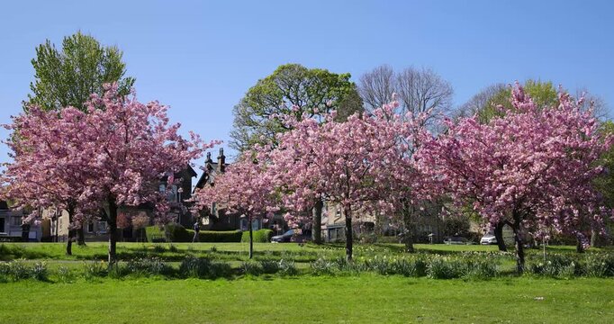 Footage of the cherry blossom trees lining a green park in Harrogate North Yorkshire UK with colourful spring flowers and open grass space in a calm residential setting with a clear blue sky in spring