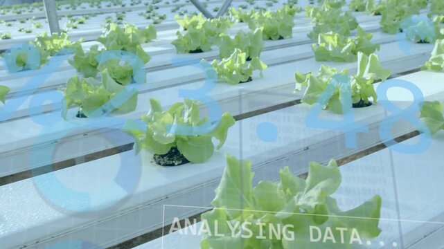 ANALYSING DATA overlay starting, camera moving forward right, lettuce heads entering close for scan