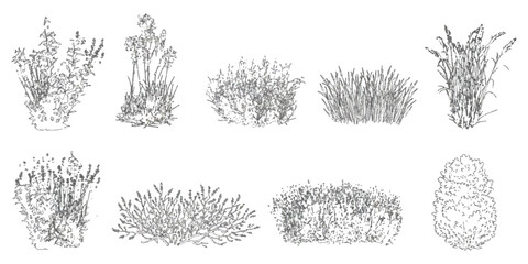 Plakat Set of hand drawn sketch plants shrubs bushes and wild grass illustrations for garden design