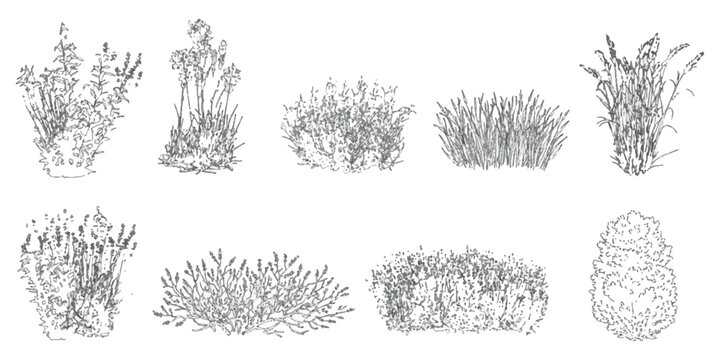 Set of hand drawn sketch plants shrubs bushes and wild grass illustrations for garden design