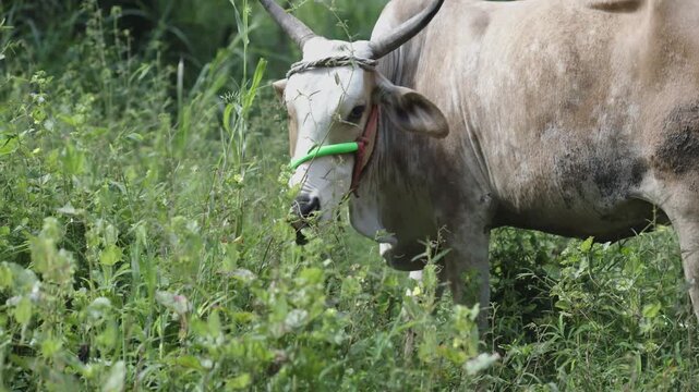 Indian Cows grazing in field