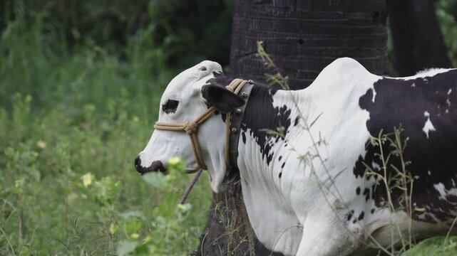 Indian Cows grazing in field