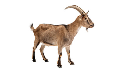 A goat stands on a white background looking in the direction of the viewer during daytime hours isolated on transparent background cut out © 1png-stock