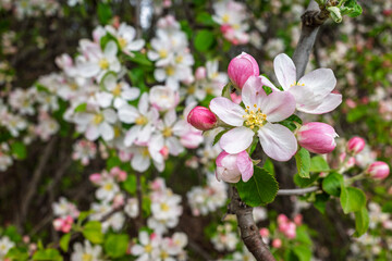 Naklejka premium Close-up of Pink and White Apple Tree Blossoms in Spring Orchard