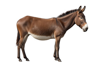 Obraz premium Brown standing donkey animal with transparent background