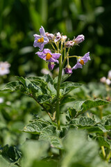 Obraz premium Potato plant with blooming purple flowers highlights agricultural growth in a sunny field during late spring