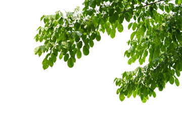 Obraz premium branch leaves or green leaf isolated. Tree Leaf Frame