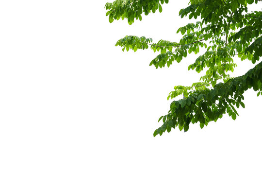 branch leaves or green leaf isolated. Tree Leaf Frame