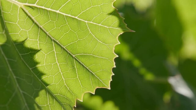 Macro tracking slow motion pan of leaf veins swaying in breeze on tree canopy outdoors closeup textured translucent midrib edge casting shadow in bright daytime garden