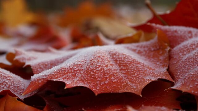 Slow motion tracking shot of frost covered red maple leaves resting on forest floor in autumn morning close up