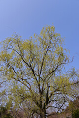 Obraz premium Sprouting willow tree branches with blue sky in Iwaki City, Fukushima, Japan
