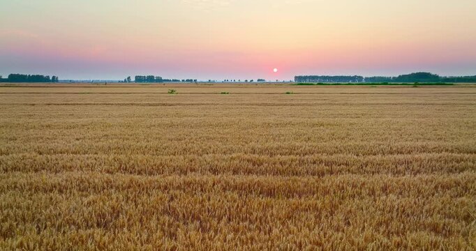 Beautiful sunset over vast golden wheat field ready for harvest in rural landscape