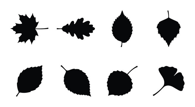 Vector Silhouette Collection of Diverse Autumn Leaves, Organic Shapes, Botanical Elements for Seasonal Design, Nature Graphics
