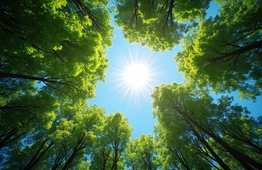 Obraz premium Bright sun shines through green leafy trees. Looking up at blue sky from forest floor. Tall plants form canopy overhead. Lush foliage glows with natural light.
