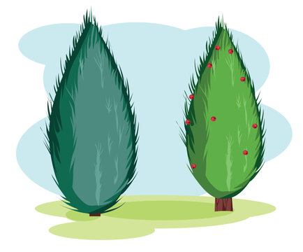 English yew branch with red berries, Taxus baccata coniferous plant, flat vector botanical illustration.