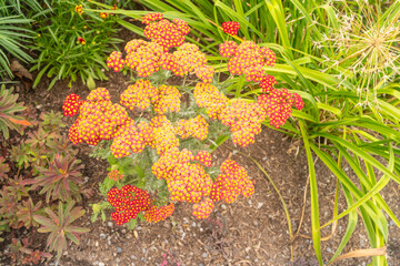 Achillea millefolium 'Strawberry Seduction' © Melastmohican