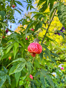 Chinese Lantern Flower