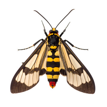 Macro photo of a colorful Harlequin Ctenucha moth with yellow, black and red stripes on its body and wings, isolated on transparent background