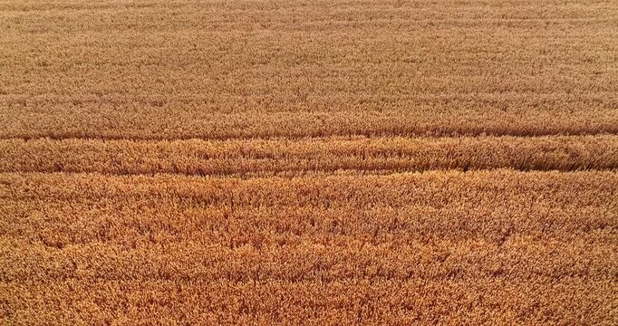 Vast field of ripe golden wheat ready for harvest in the countryside