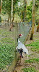 Fototapeta premium Crane bird standing beside a fence in a green outdoor setting