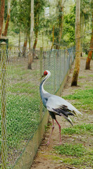 Obraz premium Crane bird walking along a wire fence in a green forested area