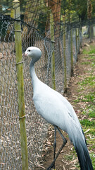 Fototapeta premium Crane bird standing near a fence in a wildlife enclosure setting
